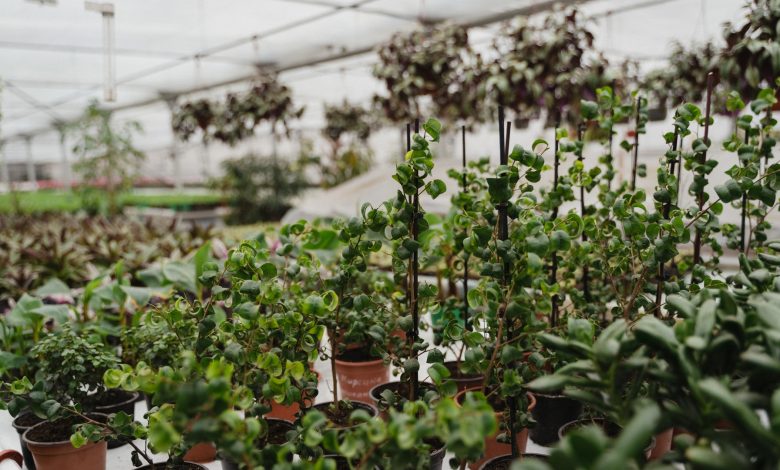 Benefits Of Growing Vegetables In Greenhouses
