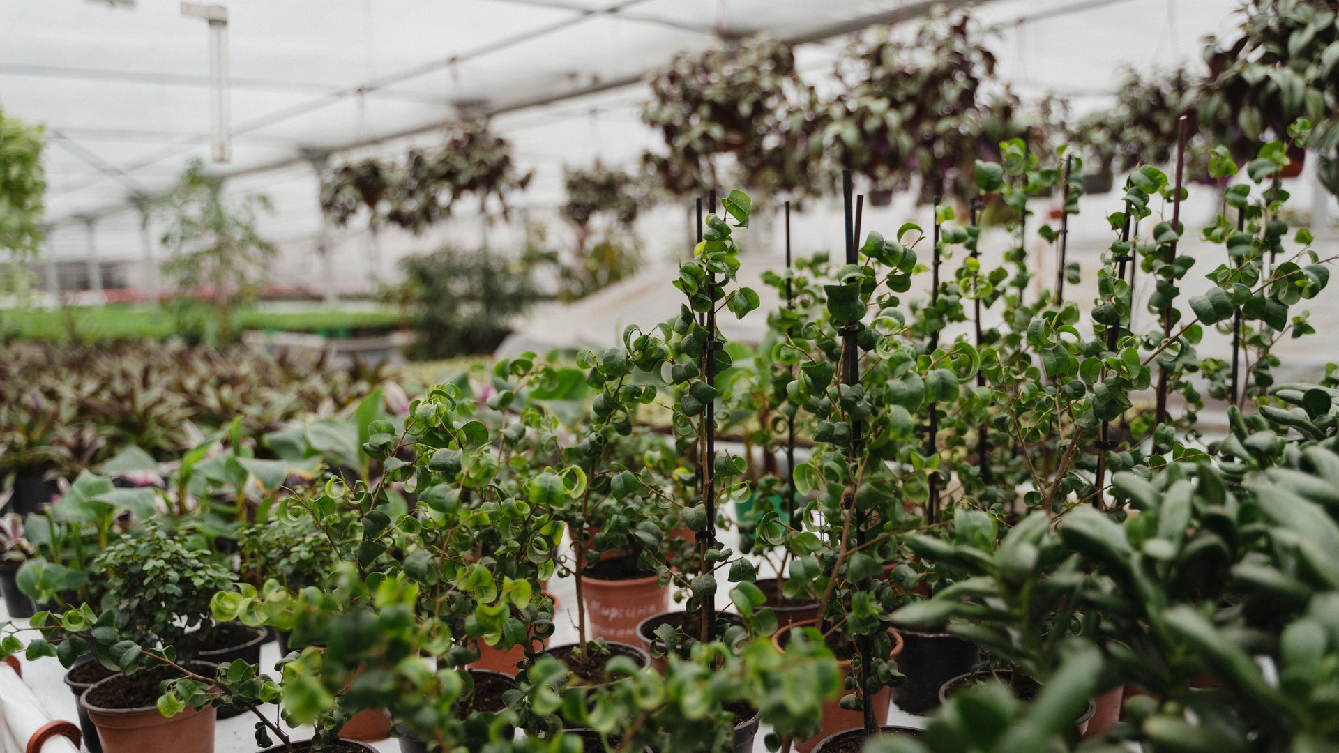 Growing Vegetables In Greenhouses - Benefits and Disadvantages