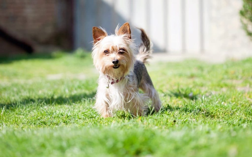 Leaving Your Dog Outside