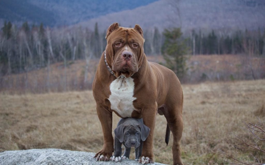 care of a Pitbull puppy