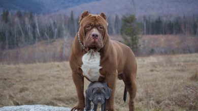 Photo of How to take care of a Pitbull puppy in 4 steps