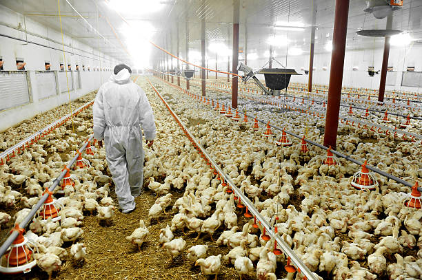 poultry farms in the United States