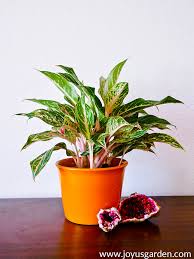 Aglaonema indoor Plant