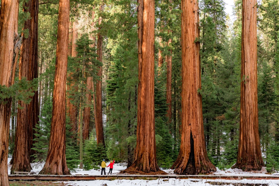 The Best Time to Visit Sequoia and Kings National Park