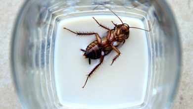 Photo of Make Your Kitchen Roach-Proof With These Measures