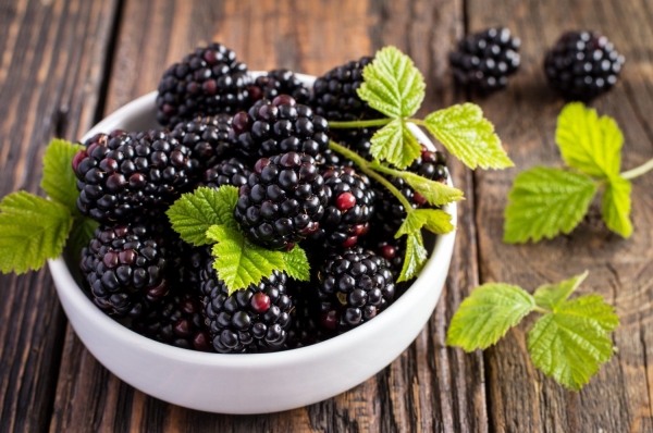 Ingenious Guide For Blackberry Cultivation in India