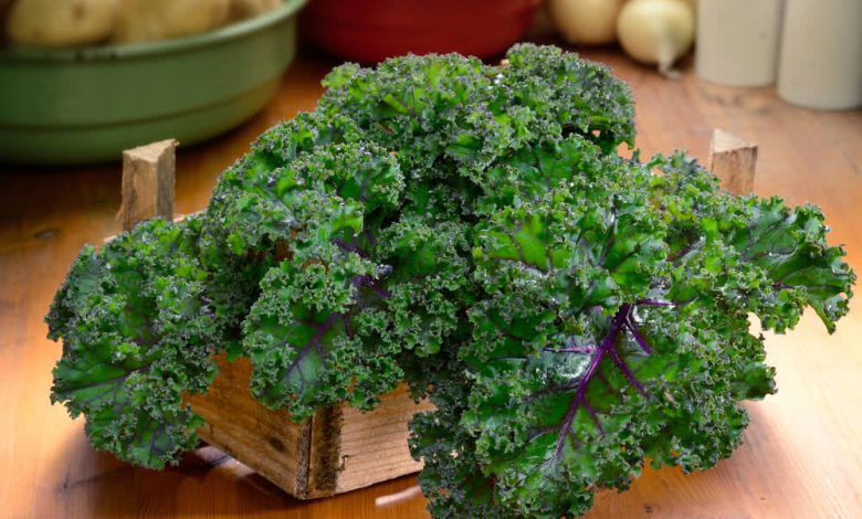 Kale Farming in India