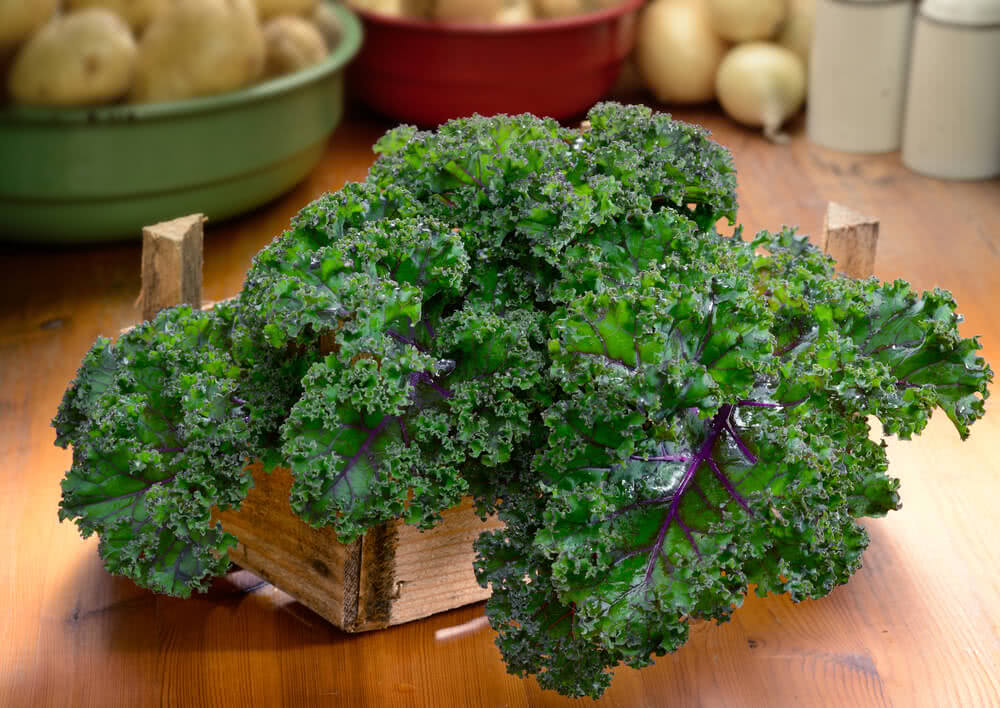 Kale Farming in India