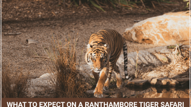 Photo of What To Expect On A Ranthambore Tiger Safari