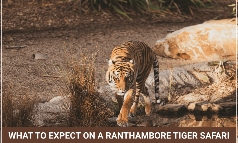 Expect On Ranthambore Tiger Safari