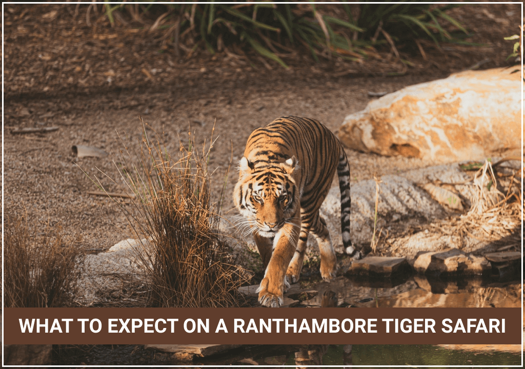 Expect On Ranthambore Tiger Safari