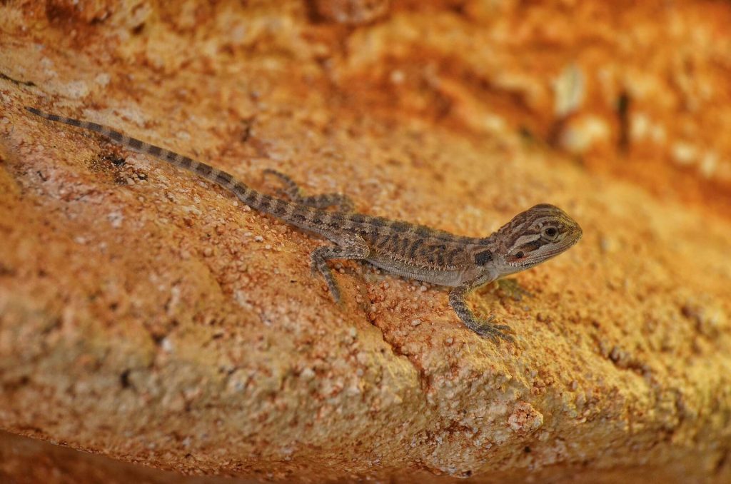Baby bearded dragons