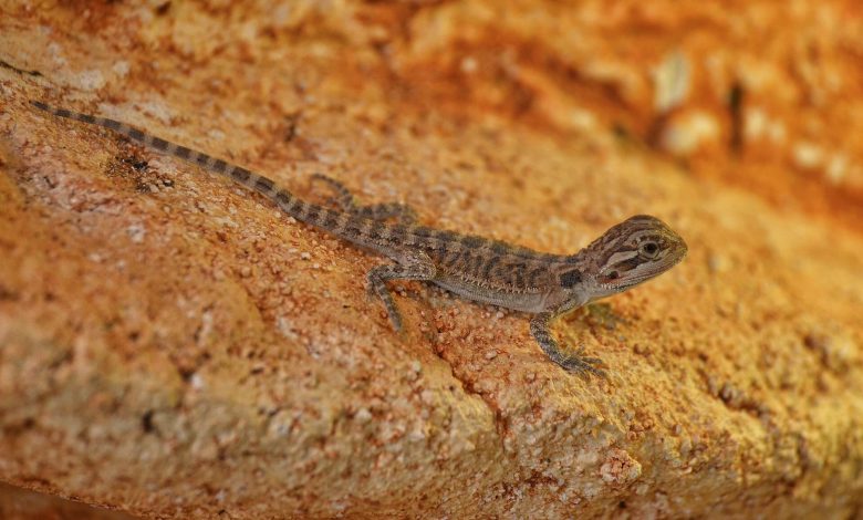 Baby bearded dragons