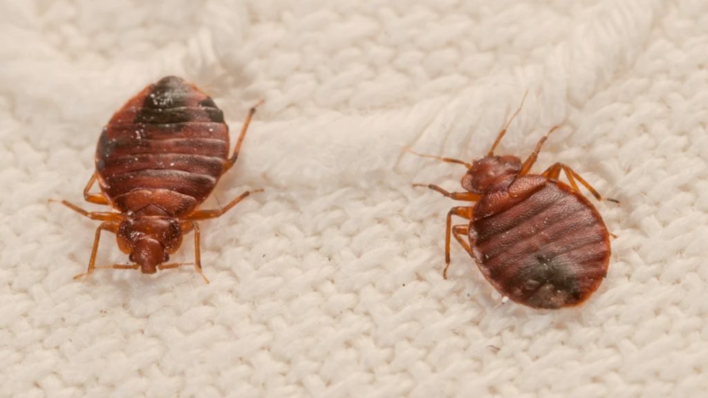 bed bug treatment near me