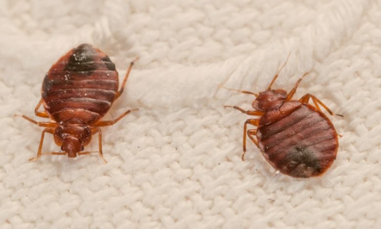 bed bug treatment near me