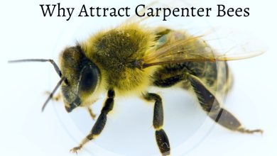 Photo of Why Attract Carpenter Bees?