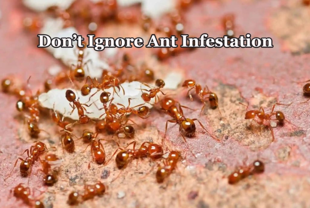 best ant exterminator