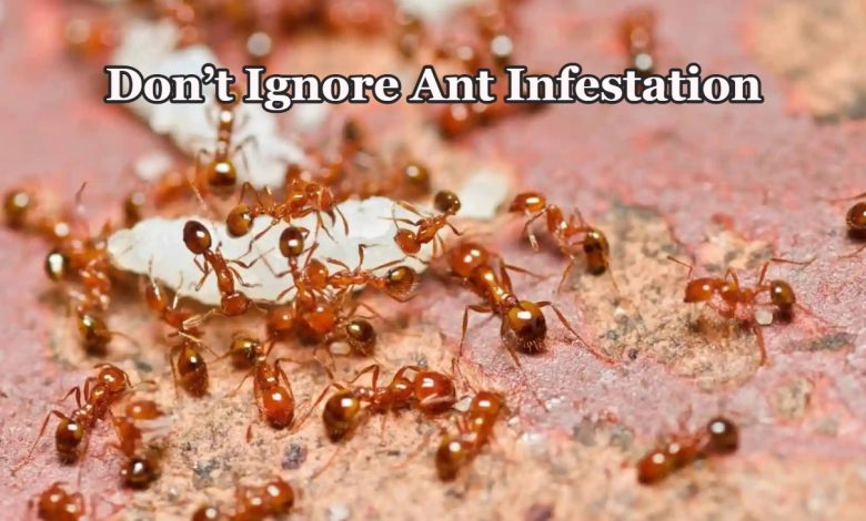 best ant exterminator