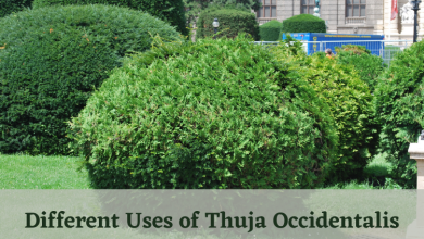 Photo of Different Uses of Thuja Occidentalis