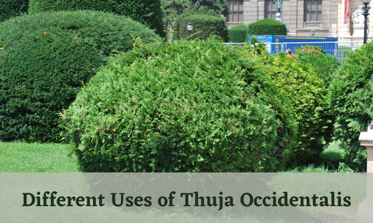 Thuja Occidentalis