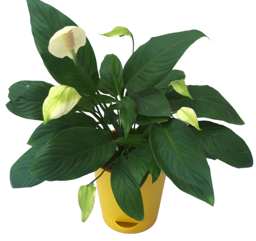 peace lily plants