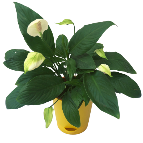 peace lily plants