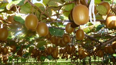 Photo of Cultivation Process Of Kiwi Fruit Around The Globe