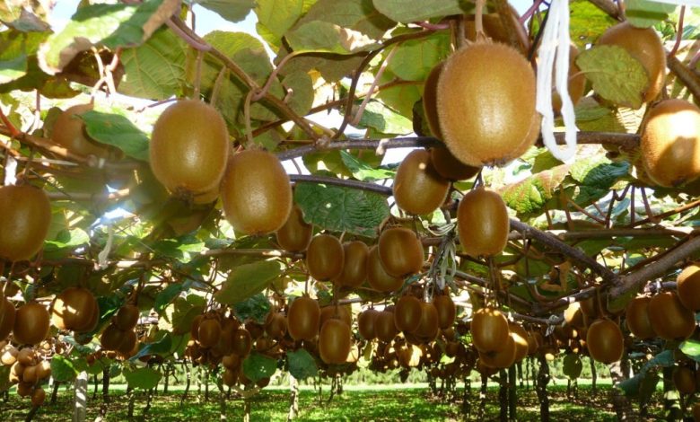 Cultivation Process Of Kiwi Fruit Around The Globe