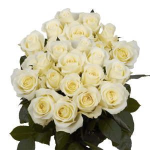 Cream Ivory Roses