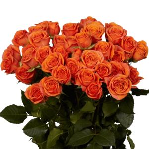 Orange Spray Roses for Brides