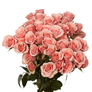 Pink Spray Roses