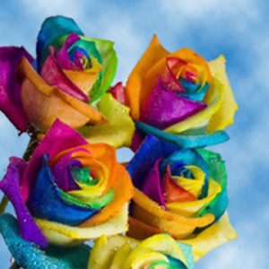 Kaleidoscope Roses or Rainbow Roses - - Best Bridal Roses