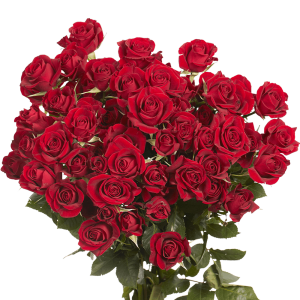 Red Roses : Best Bridal Roses