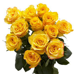 Yellow Roses - Best Bridal Roses