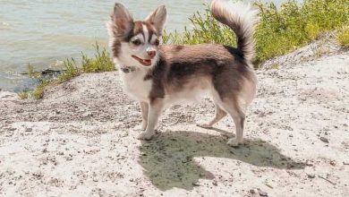 Photo of Chihuahua Husky mix | Do Aussiedoodles have docked tails?