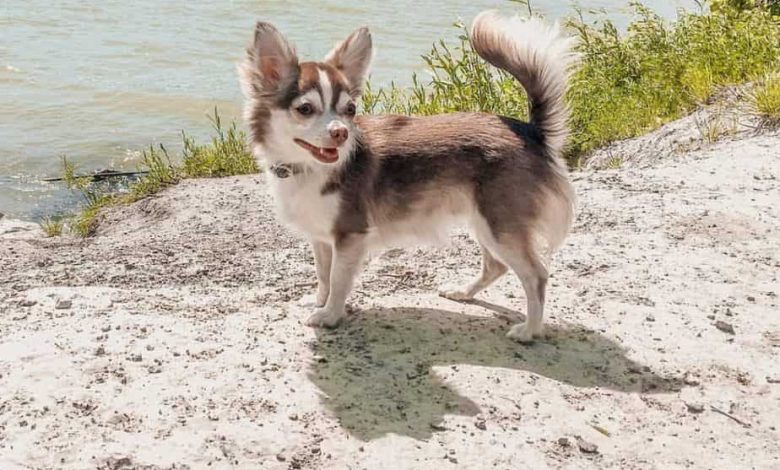 Chihuahua Husky mix