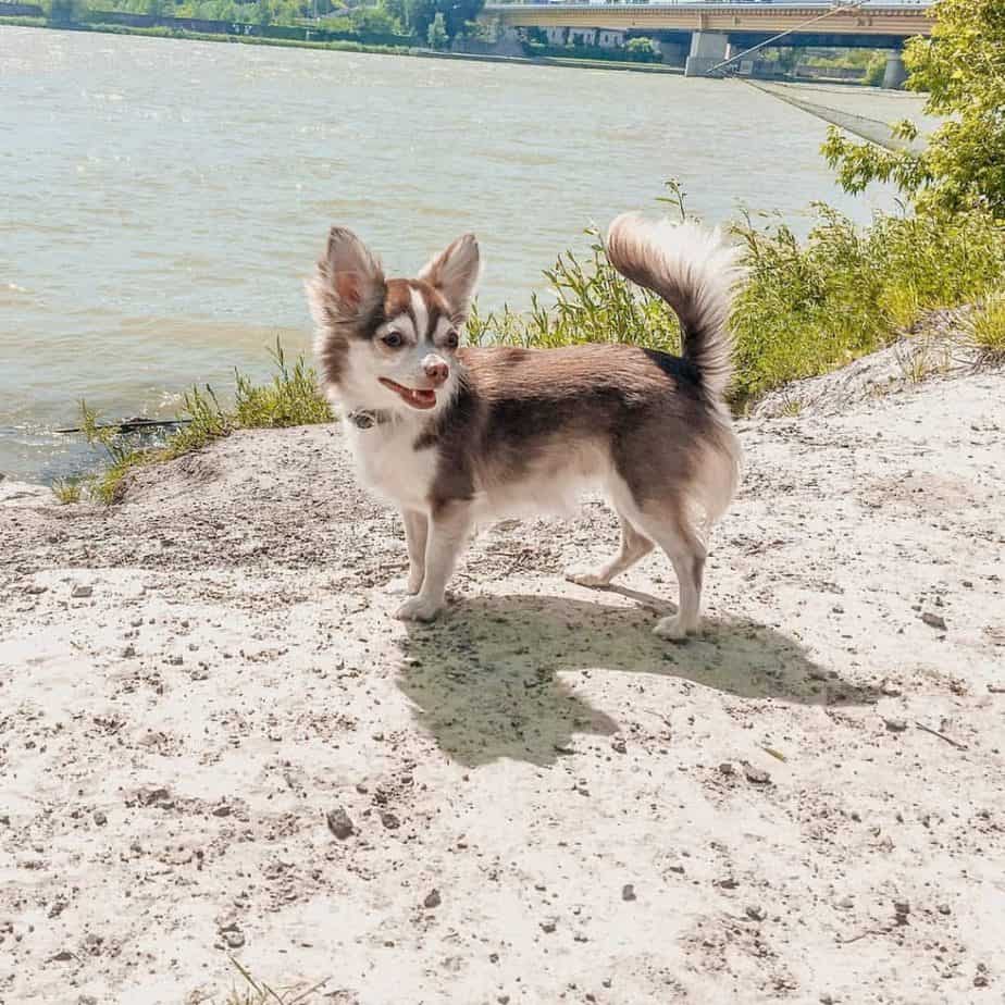 Chihuahua Husky mix