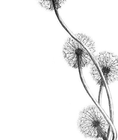 How to Draw Dandelion Flower