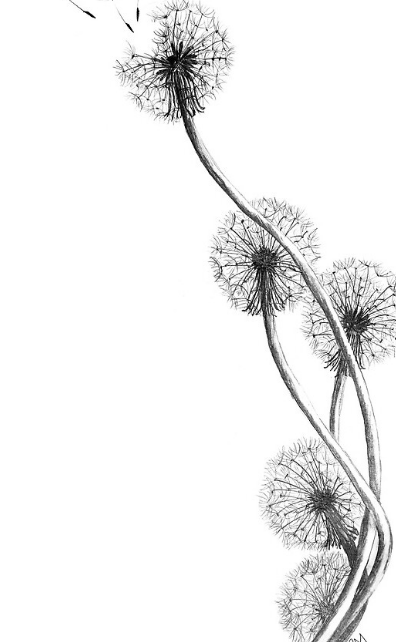 How to Draw Dandelion Flower