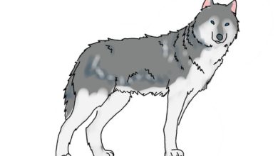 Photo of The Most Effective Method to Draw a Wolf