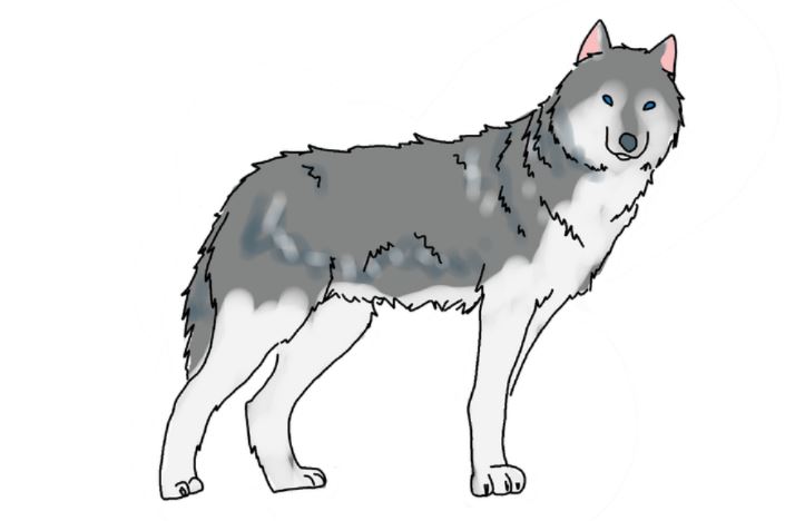 Wolf drawing