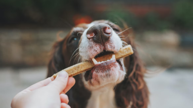 Photo of What Nutrients Must You Look at While Buying Your Dog Treats?