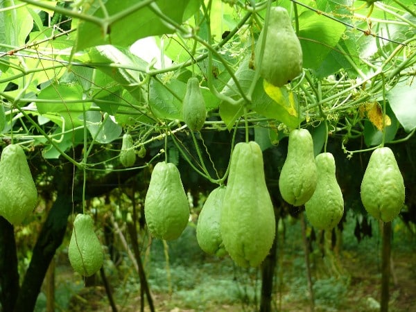 Chayote Squash Farming in India - Planting to Harvest Process