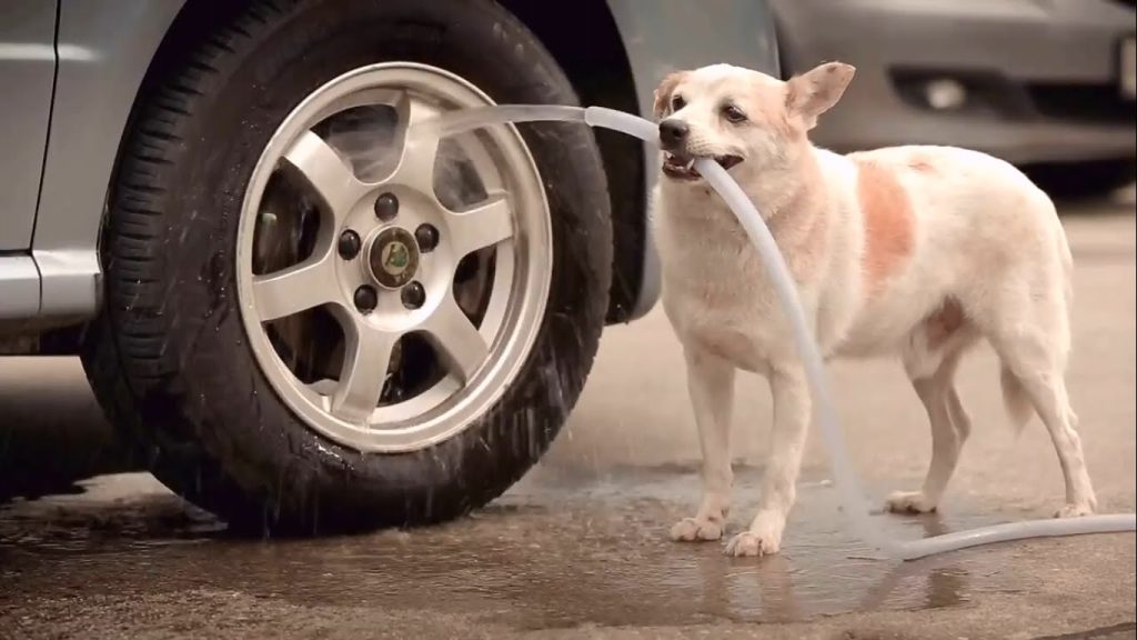 Car And Pet wash