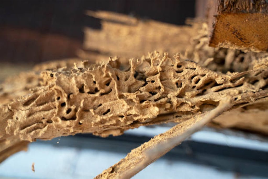 Look out for some benefits of termite control professionals