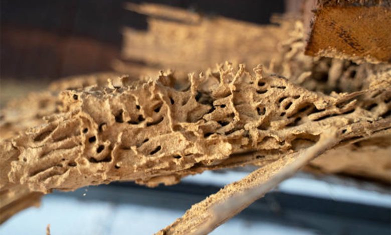 Look out for some benefits of termite control professionals