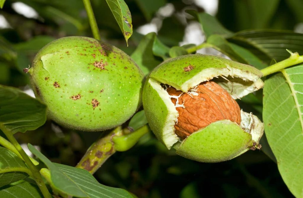 Walnut Cultivation