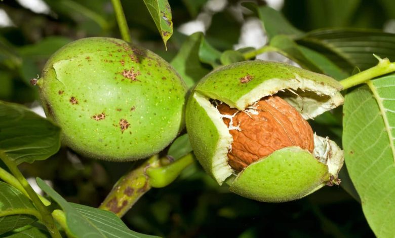 Walnut Cultivation