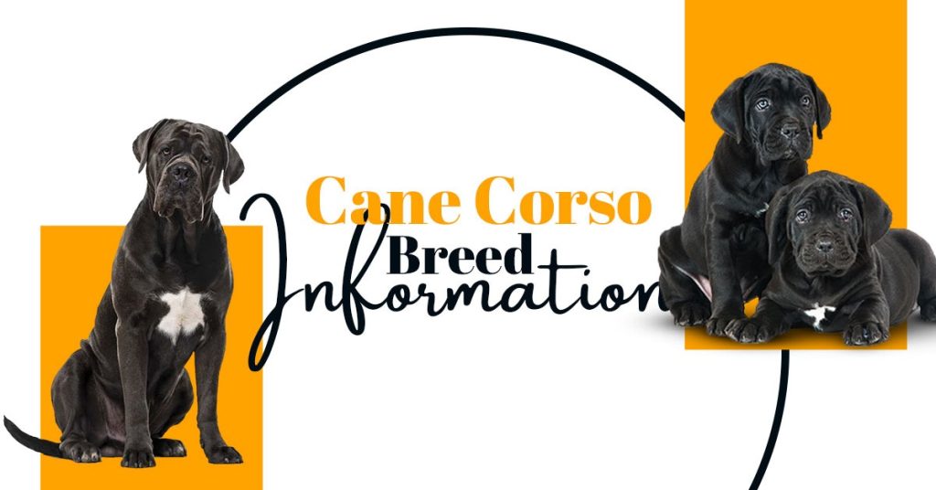 Cane Corso