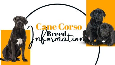 Photo of Cane Corso Breed Information: Pictures, Characteristics and facts